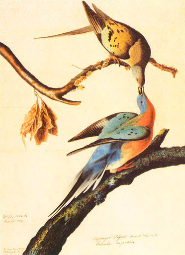 Male and female Passenger Pigeons. Could archiving their DNA resurrect them? Image Credit: J.J. Audubon / The New York Historical Society